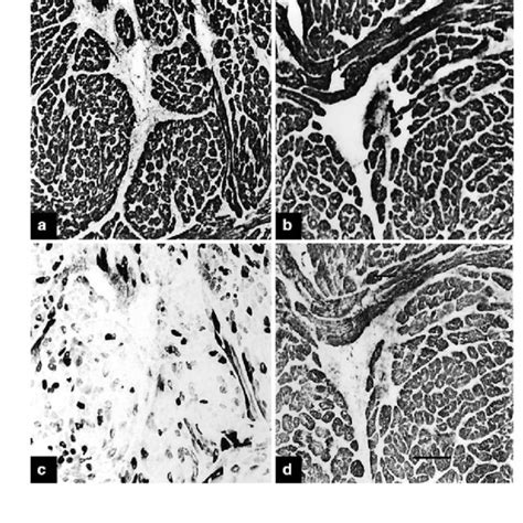 Immunohistochemistr Y Of Tammar Wallaby Atrial And Ventricular Muscles Download Scientific