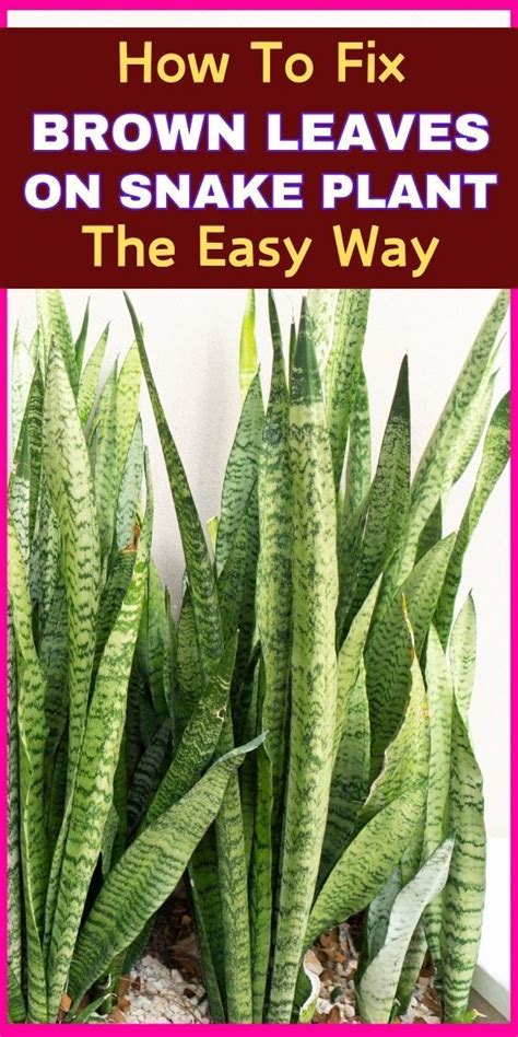 Braided Snake Plant Growing And Care Guide Artofit