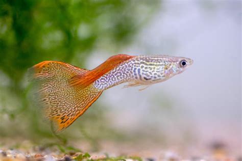 Guppy: History, Facts, Size, Habitat, Classification & Much More - Animals Name