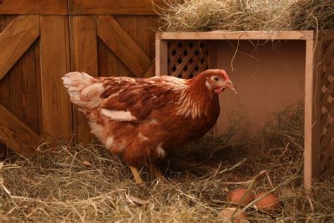 Egg Bound Chickens Common Causes Symptoms And Treatment