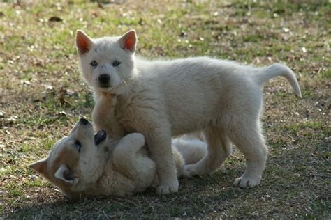 Puppies all day every day: Wolf Puppies!