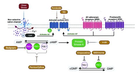 A Schematic View Of Adenylyl Cyclase AC Signaling Pathway And The