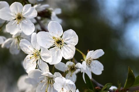 Flor De Cerejeira Branca Foto Premium