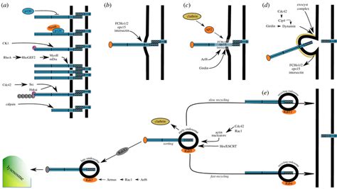 Clathrin Mediated Cadherin Turnover At Adherens Junctions A Protein