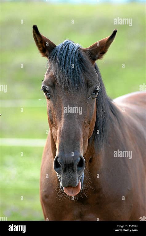 Lustiges Detail Hi Res Stock Photography And Images Alamy