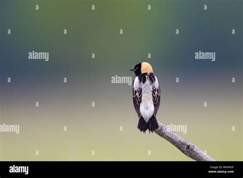 Adult male Bobolink Perched Stock Photo - Alamy