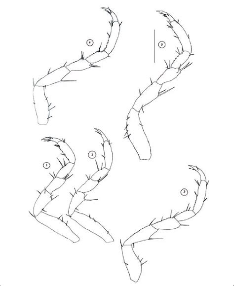 Pereopods 1-5 of praniza. Scale bar: 0.32 mm. Sl. 3: Pereiopodi od 1 do ...