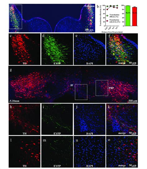 Viral Transduction Of Noradrenergic NA Neurons In The Locus Coeruleus