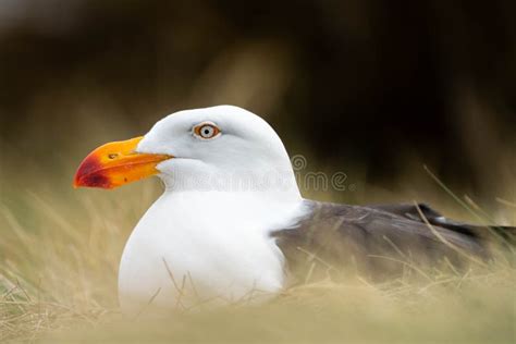 Pacific Gull Bird Nesting in Tasmania Australia Stock Photo - Image of ...