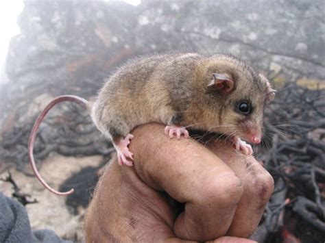 The Australian Pygmy-Possum - Australia's Unique Environment