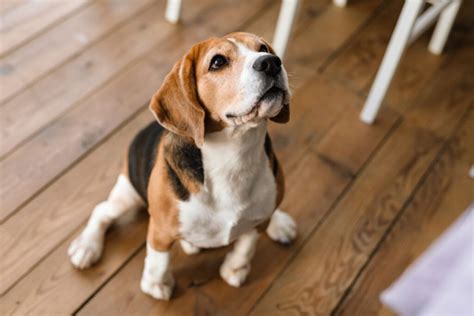 Por qué mi perro arrastra el ano por el suelo