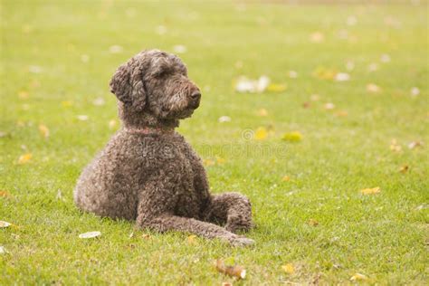 Standard Poodle Outside At The Park On A Sunny Autumn Day Stock Image