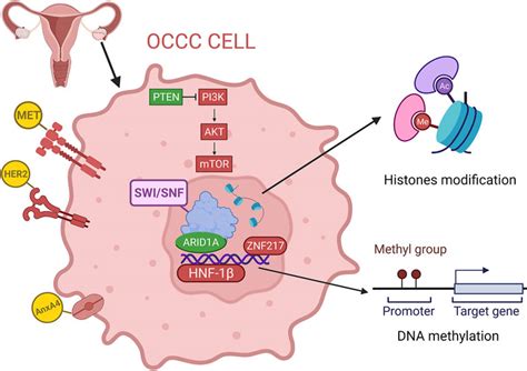 Frontiers Review The Progression Of Ovarian Clear Cell Carcinoma From