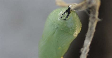 My Monarch Guide Monarch Butterfly Milkweed Mania Is It Possible To