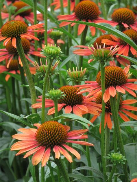 Joy Coneflower Van Wilgen S Garden Center