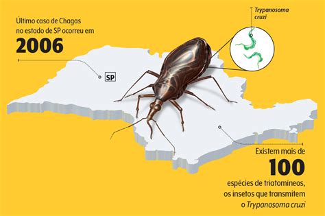 Inseto Transmissor Da Doença De Chagas é Encontrado Em São Paulo Veja