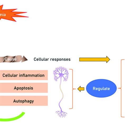 The Neuroprotective Function Of Malat Under Hypoxic Ischemic