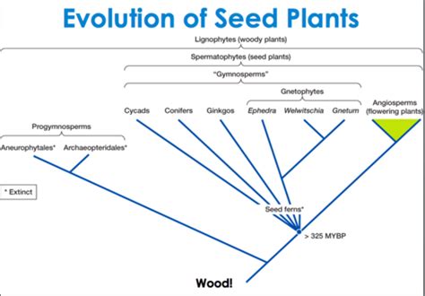 Gymnosperms Part 1 Conifers Flashcards Quizlet