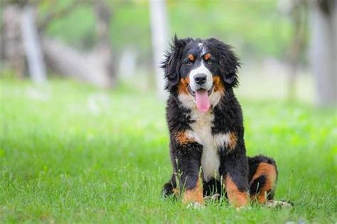 As 6 Raças De Cães Mais Fáceis De Treinar Mega Curioso