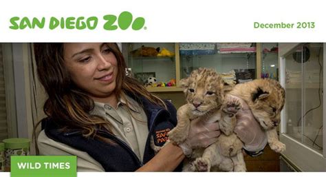 Lion cubs just born at the San Diego Zoo! | San diego zoo safari park ...