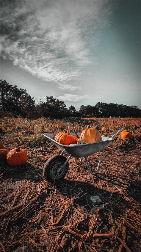 Photo of Field Full of Pumpkins · Free Stock Photo