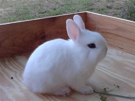 Dwarf Hotot Rabbit – Central California SPCA, Fresno, CA