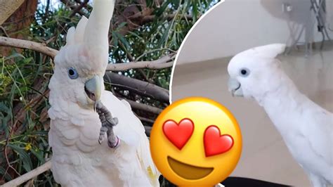 WATCH: This cute dancing cockatoo is giving us the ultimate Friday feels!