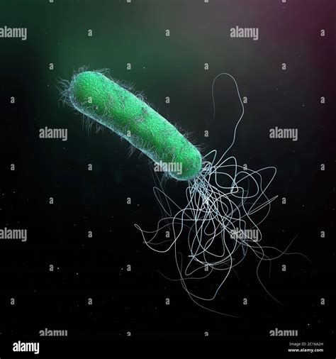 Pseudomonas aeruginosa hi-res stock photography and images - Alamy 