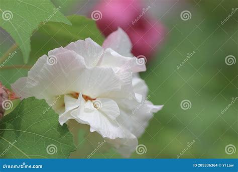 A Hibiscus Mutabilis Flower At The Garden Stock Photo Image Of Cotton