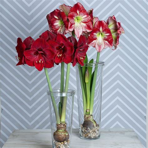 New Amaryllis Varieties | White Flower Farm