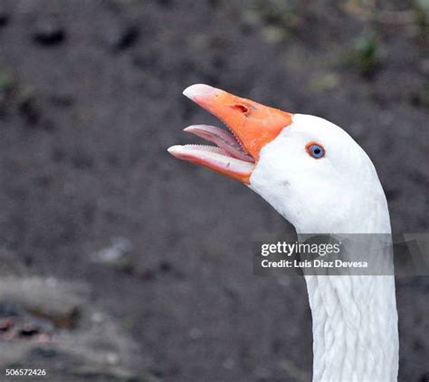 32 Goose Honking Stock Photos, High-Res Pictures, and Images - Getty Images