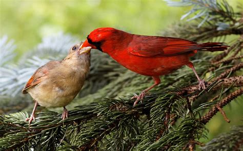 🔥 [70+] Cardinal Bird Wallpapers | WallpaperSafari