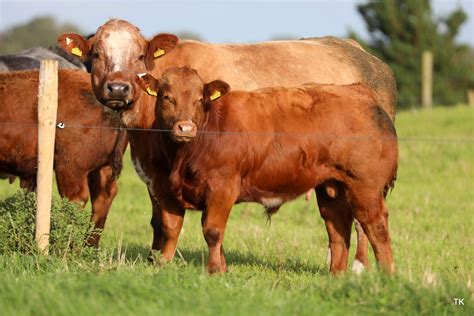 Teagasc Beefcon Farmers Hear How Emission Cuts Will Happen Agriland Ie