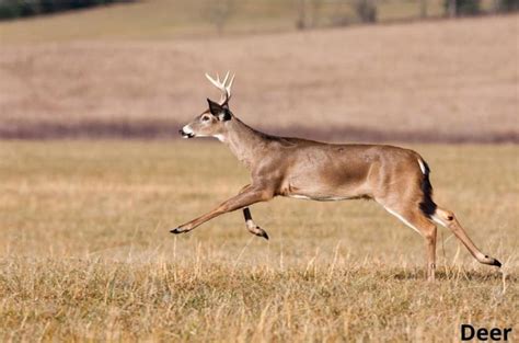 Do Deer Gallop Answered Animal Quarters