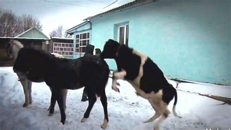 Вредный бычок - YouTube