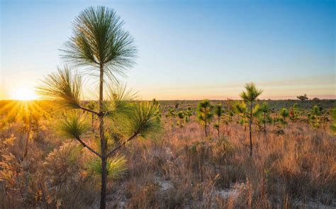 Pine Country - America’s longleaf pine tree. - Urban Forest Dweller