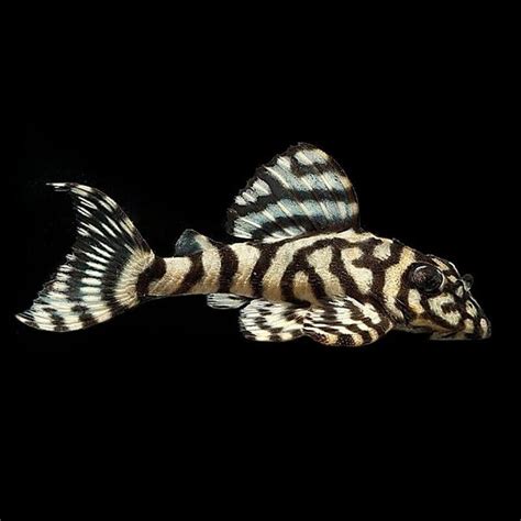 L236 Cracked Zebra Pleco Hypancistrus Sp South American Catfish