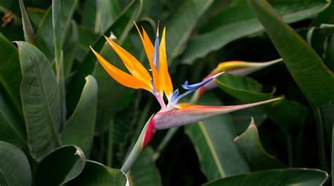 Strelitzia royal (19 снимки): грижа за Strelitzia Regina у дома ...