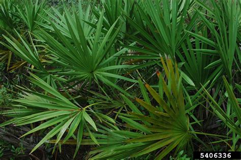 Saw Palmetto Serenoa Repens