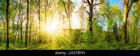 Lichtung Im Wald Bei Sonnenuntergang Stock Photo Alamy