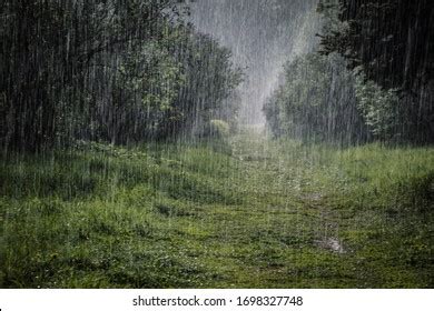 Rain Tree Royalty-Free Images, Stock Photos & Pictures | Shutterstock