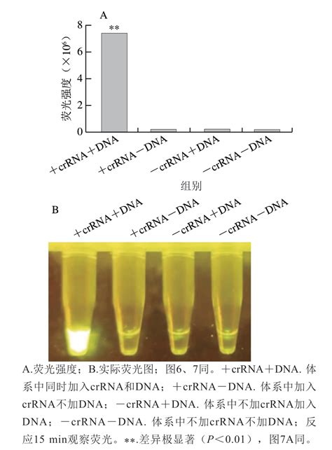 基于rpacrispr Cas12a技术的单核细胞增生李斯特菌快速检测方法建立