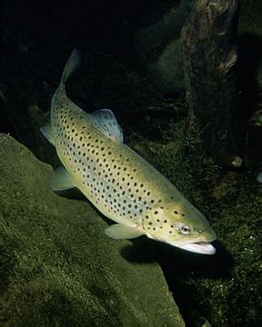 Fish - Wikipedia