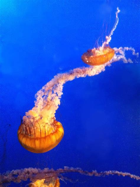 Jellyfish at the Vancouver aquarium. | Vancouver aquarium, Fish pet ...