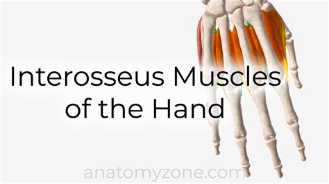 Interosseus Muscles Of The Hand Origin Insertion Action 3d Model