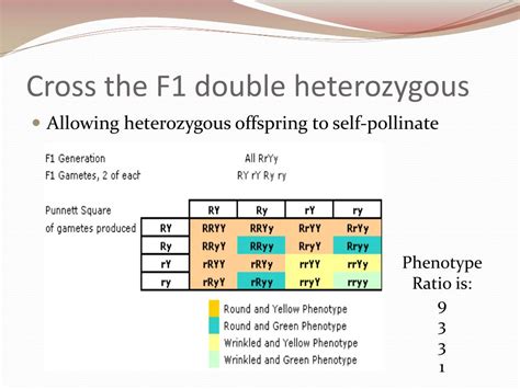 Ppt Dihybrid Crosses And Gene Linkage Powerpoint Presentation Free Download Id2225654