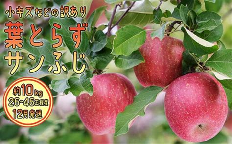 12月発送 訳あり 葉とらず サンふじ 約10kg【弘前市産・青森りんご】 青森県弘前市 セゾンのふるさと納税