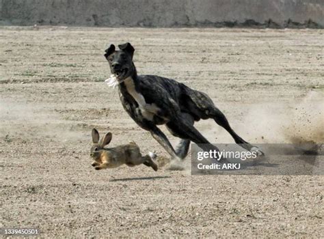 325 Rabbit Hunting Dogs Stock Photos, High-Res Pictures, and Images - Getty Images