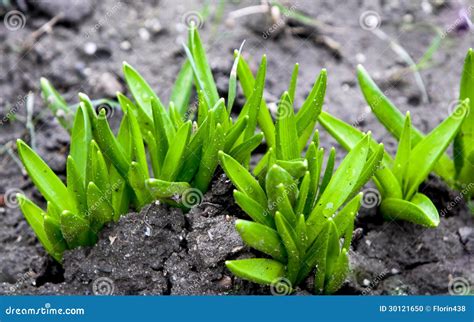 Growing plants from seeds stock photo. Image of earth - 30121650