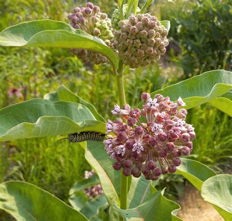 How To Plant Milkweed Seeds And Grow Milkweed Plants